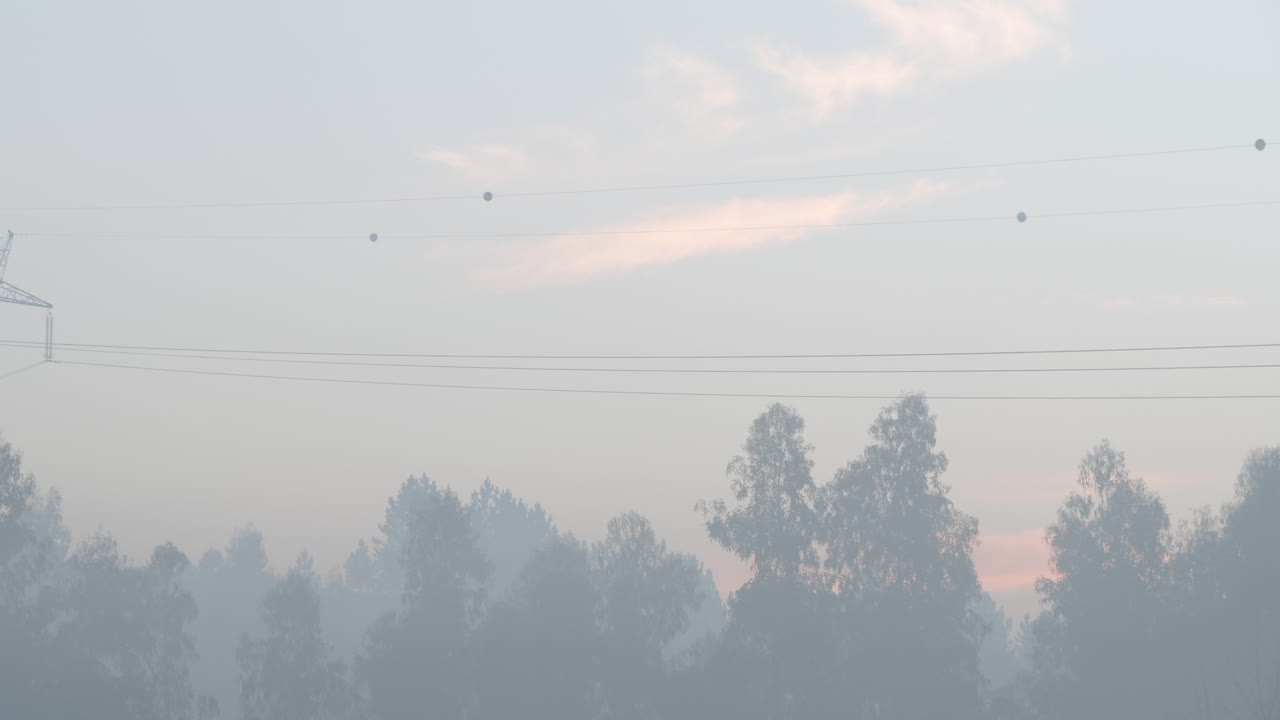 나무와 전기 구조물이 있는 안개 낀 풍경