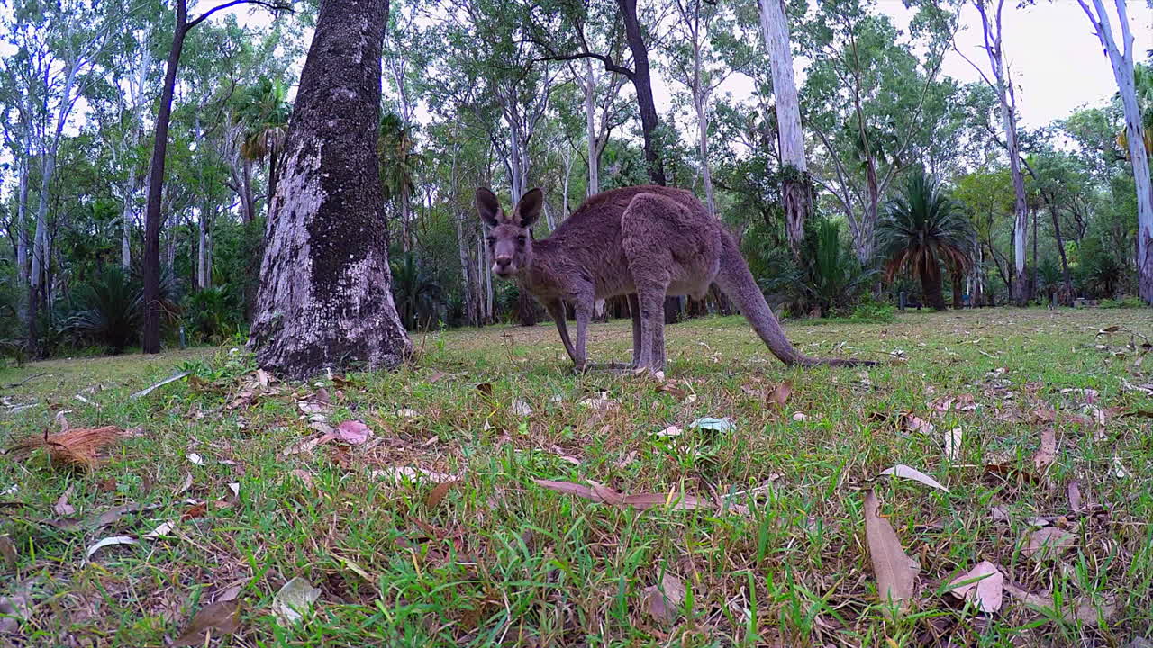 캥거루가 풀을 뜯은 다음 호주 캥거루 섬에서 뛰어내립니다.