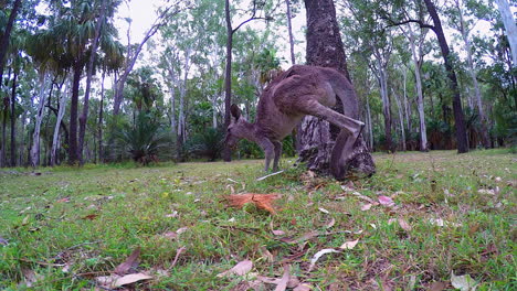 a kangaroo grazes and then hops away on kangaroo island australia