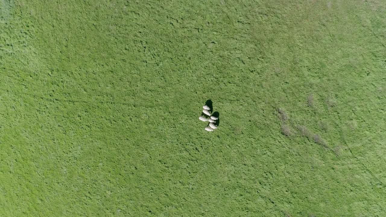 추상적인 관점을 보여주기 위해 하향식 각도로 빠르게 아래쪽으로 추적되는 넓은 공중 샷에서 여러 양이 풀을 뜯습니다.