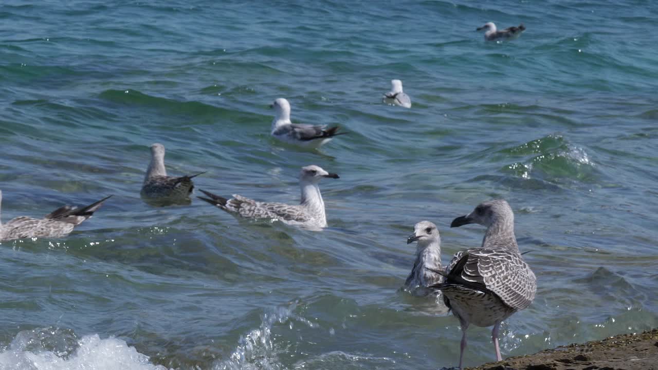 Seagulls on the Coast