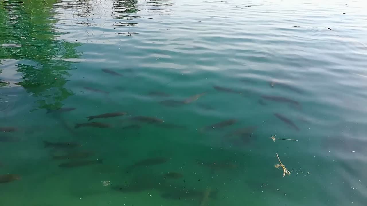 녹색 물 표면 아래에서 수영하는 많은 물고기
