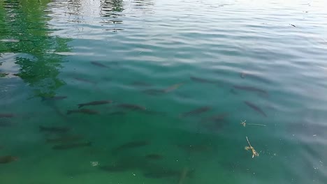 plenty of fish swimming under the surface of green colored water