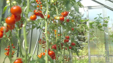 Cultivo-De-Tomates-En-Condiciones-Caseras-En-El-Jardín.