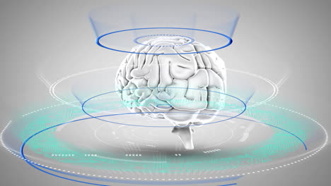 animation of brain rotating, data processing, integrated circuits and circles on grey background