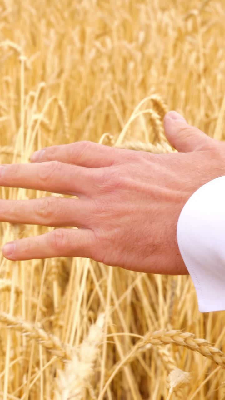 Hand of a man gently touching golden wheat field, symbolizing connection to nature and agriculture