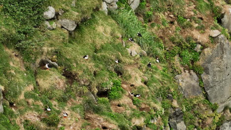 puffin colony on a coastal cliff near their nests in the soil, aerial shot