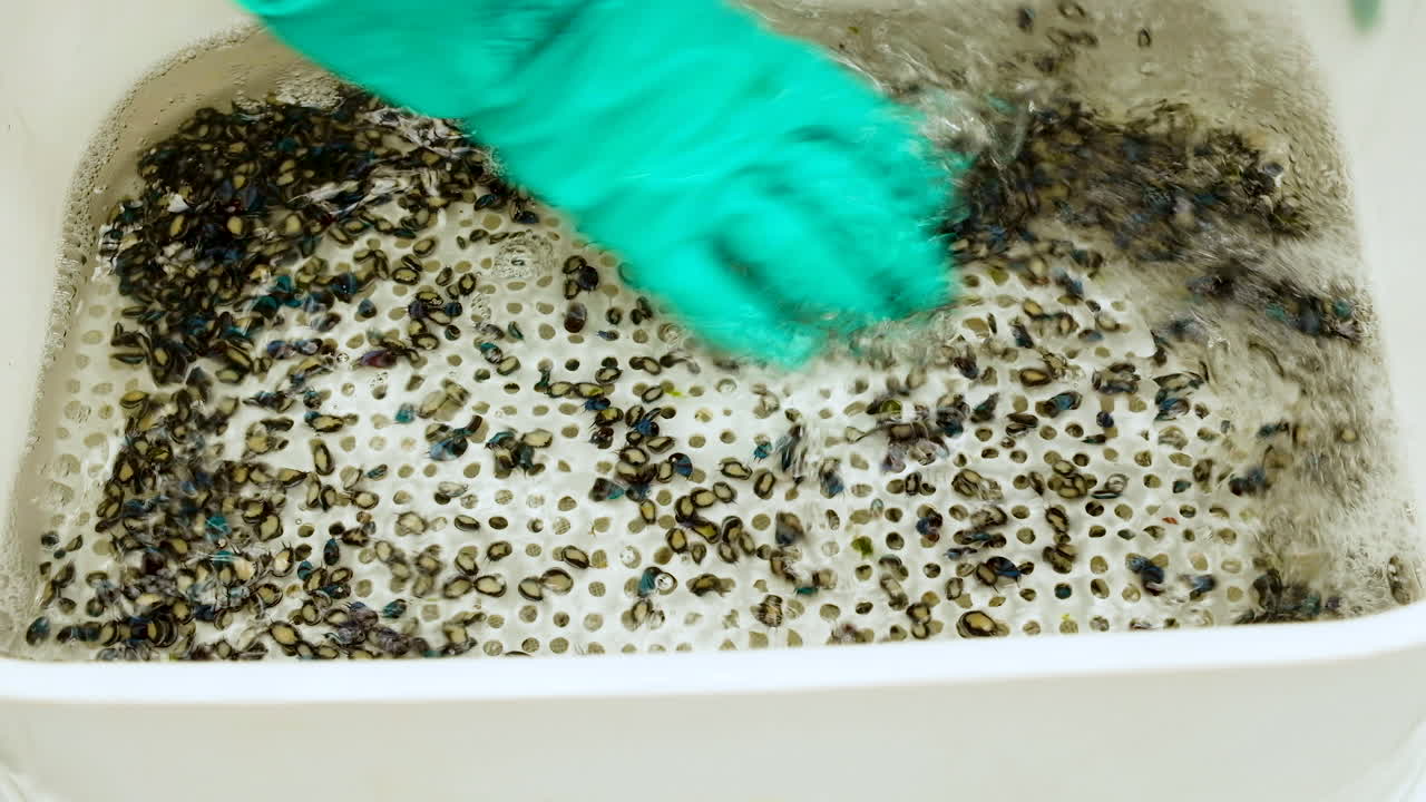 Person with green glove sorting baby abalone (spat) by size; aquafarm