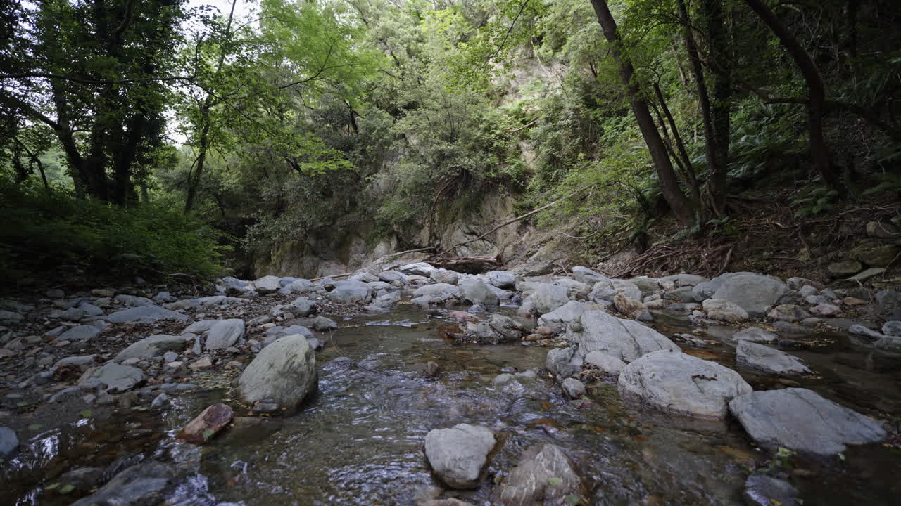 Calm stream flowing over rocks in lush forest, peaceful nature scene