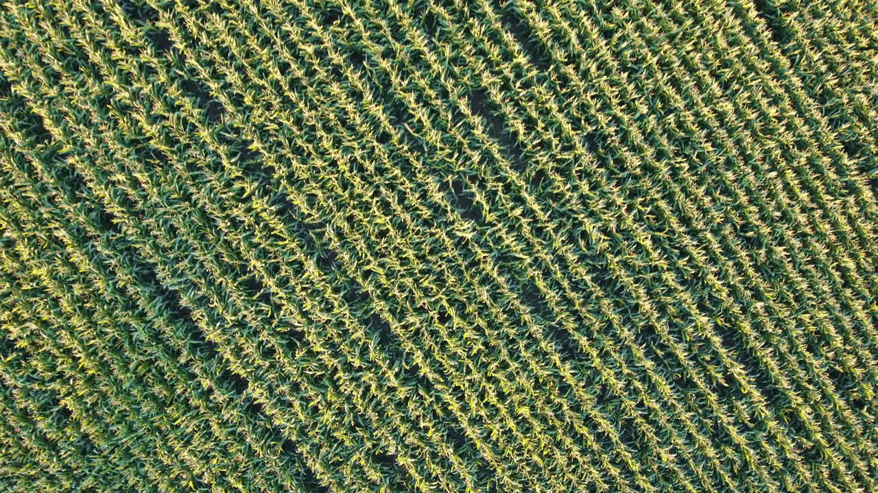 la densa textura de los campos de maíz en el campo bávaro, alemania - vista aérea de arriba