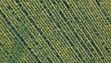 dense cornfield texture in bavarian countryside, germany - aerial top view