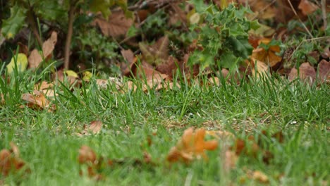 A-sparrow-happily-pecks-at-seeds-on-the-ground