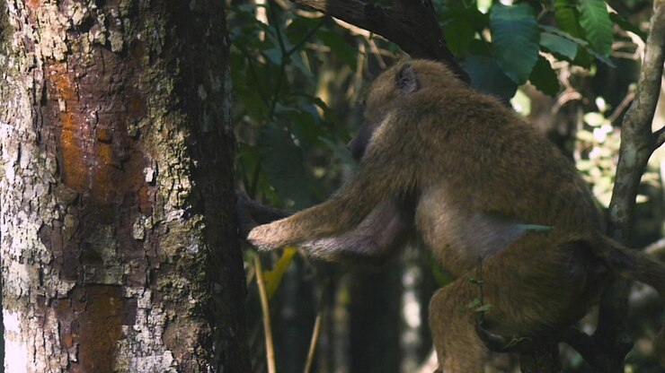 Babbuino che mangia insetti, scortecciando un albero nella giungla della Tanzania, Parco Nazionale di Momella, Africa