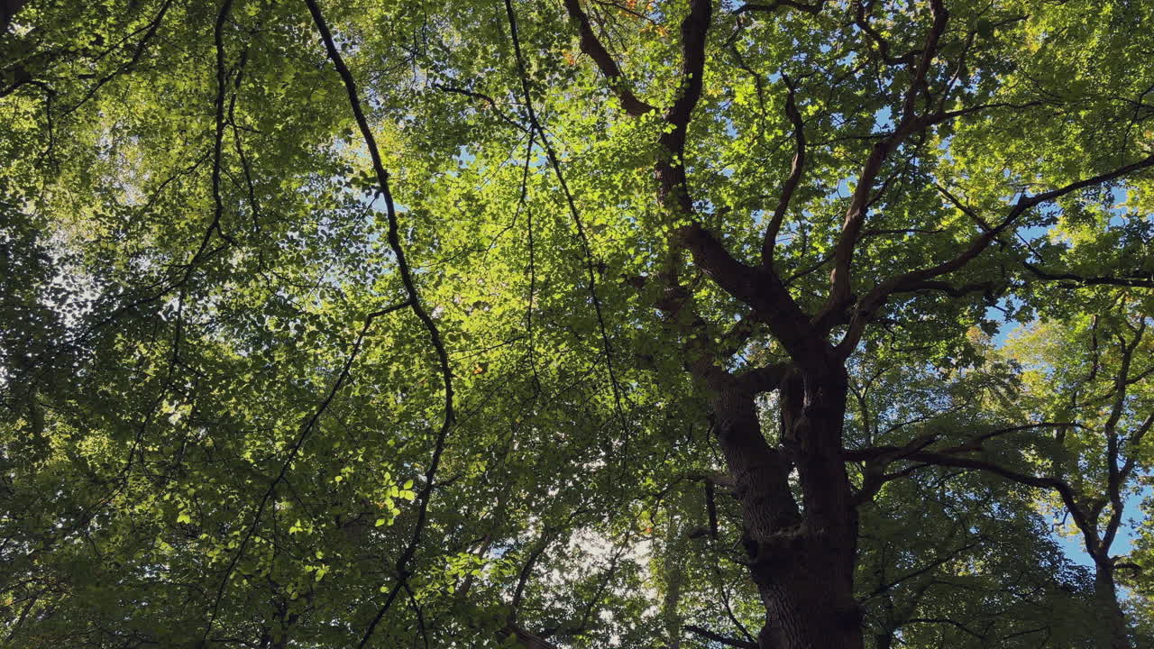 Autumn sunshine and a gentle breeze illuminate and rustles through the leaves of an dense woodland of old trees, Worcestershire, England