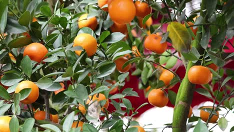 close-up of an orange tree with ripe fruits