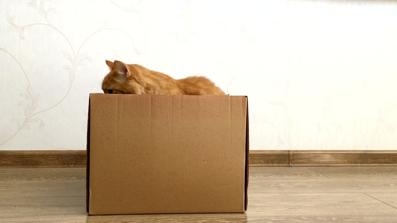un lindo gato de jengibre sentado dentro de una caja de cartón. una mascota esponjosa se está escondiendo