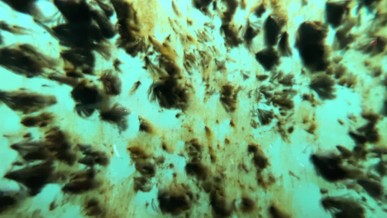 primer plano de algas en movimiento en el agua vistas a través del vidrio