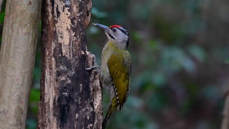 El-Pájaro-Carpintero-De-Cabeza-Gris-También-Se-Llama-Pájaro-Carpintero-De-Cara-Gris-Se-Encuentra-En-Muchos-Parques-Nacionales-En-Tailandia-Y-Es-Muy-Particular-En-La-Elección-De-Su-Hábitat-Para-Que-Prospere