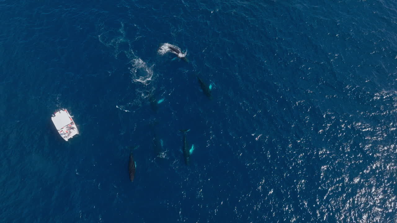 고래 관찰 투어