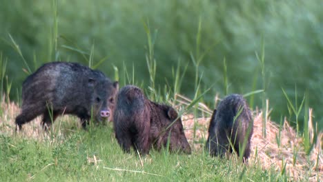 a young javelina (pecar tejacu) foreging in grass 2016