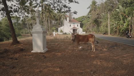 En-Un-Entorno-Rústico-De-Pueblo-Indio,-Una-Toma-General-Captura-La-Presencia-De-Una-Vaca-India.