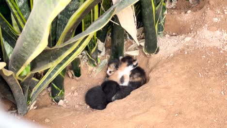 漂亮的小猫在户外挖掘的洞里休息