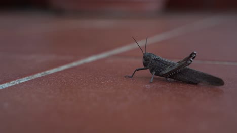 single locust, grasshopper sitting on tiled flooring, panning left