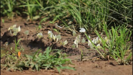 butterflies on the ground