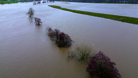 treetops rise above the water after the meuse river flooded in limburg