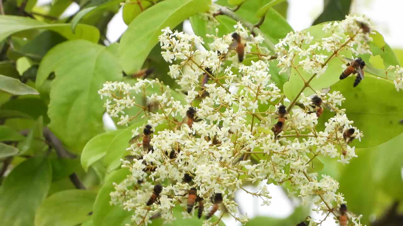 꽃 속의 꿀벌 uhd mp4 4k video ..