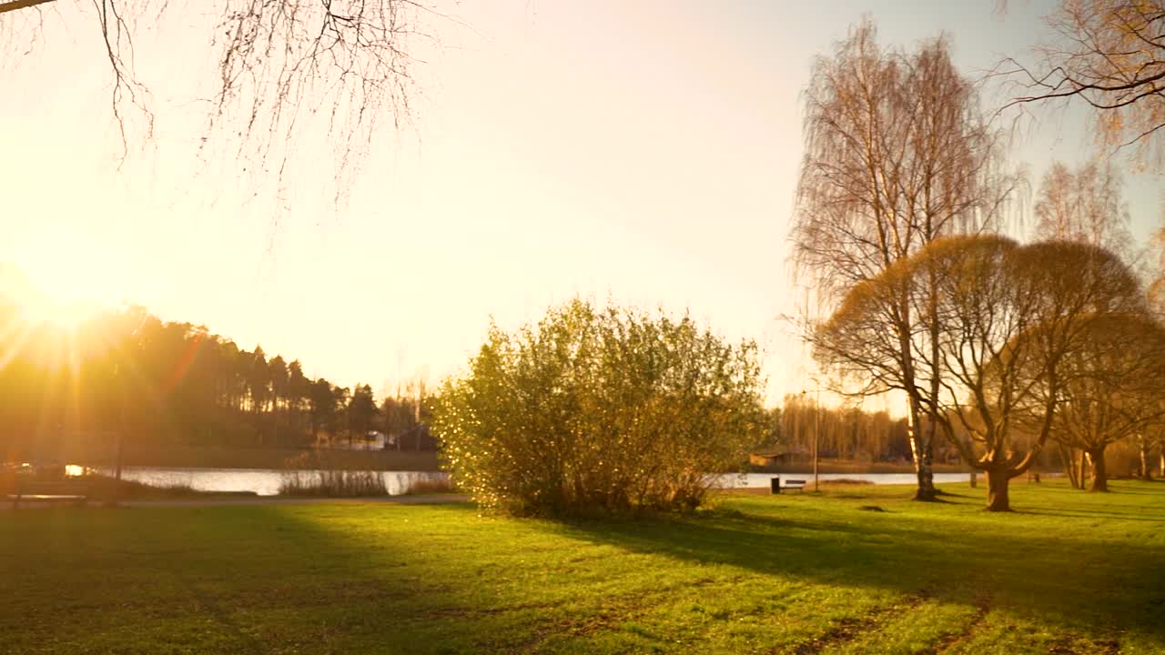 солнечные лучи видны сквозь деревья. солнце смотрит сквозь древесину и листья.