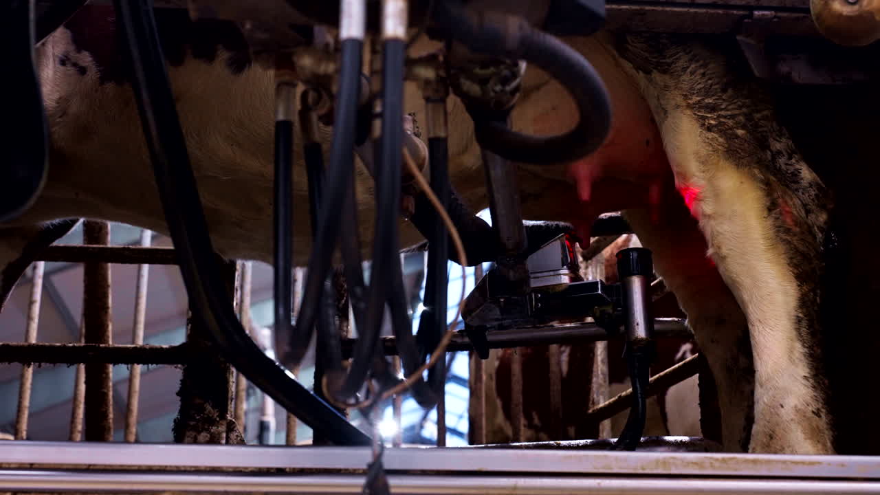 Mechanical laser guided milking claw fails to attach teat cup, low angle