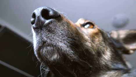 snout of a proud dog