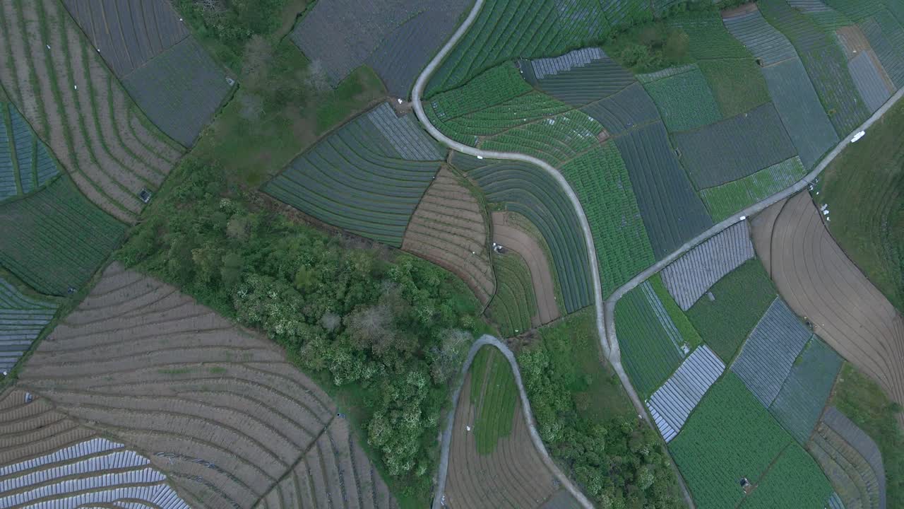 vista desde arriba del patrón de una plantación de hortalizas, indonesia - toma aérea de un dron