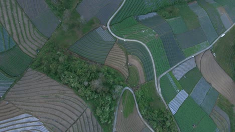 Draufsichtmuster-Einer-Gemüseplantage,-Indonesien---Drohnenaufnahme-Aus-Der-Luft
