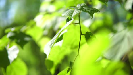 Magische-Rutsche-Auf-Wald