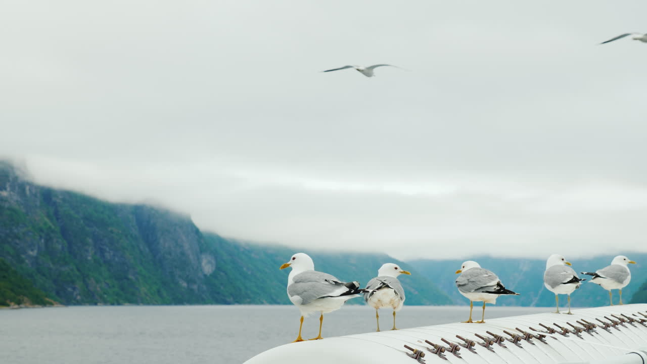 그림 같은 노르웨이 f의 배경에 대해 여러 갈매기가 배에 앉아 있습니다.