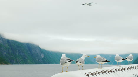 several seagulls are sitting on board the ship against the background of the picturesque norwegian f