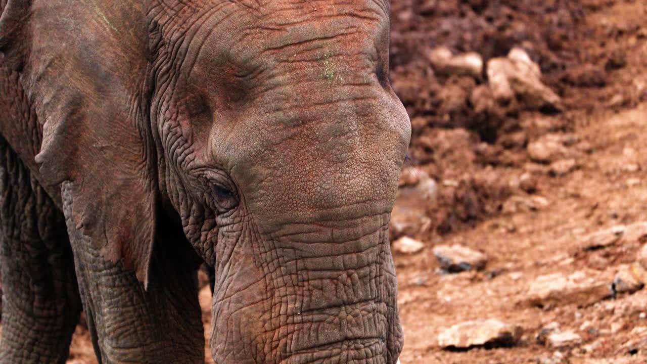 una vista de un elefante dormido en la cordillera de aberdare, kenia - de cerca