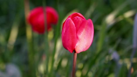 beautiful tulips grow in the big green grass close-up