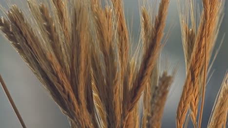 hermosas espigas de trigo maduras en el campo agrícola