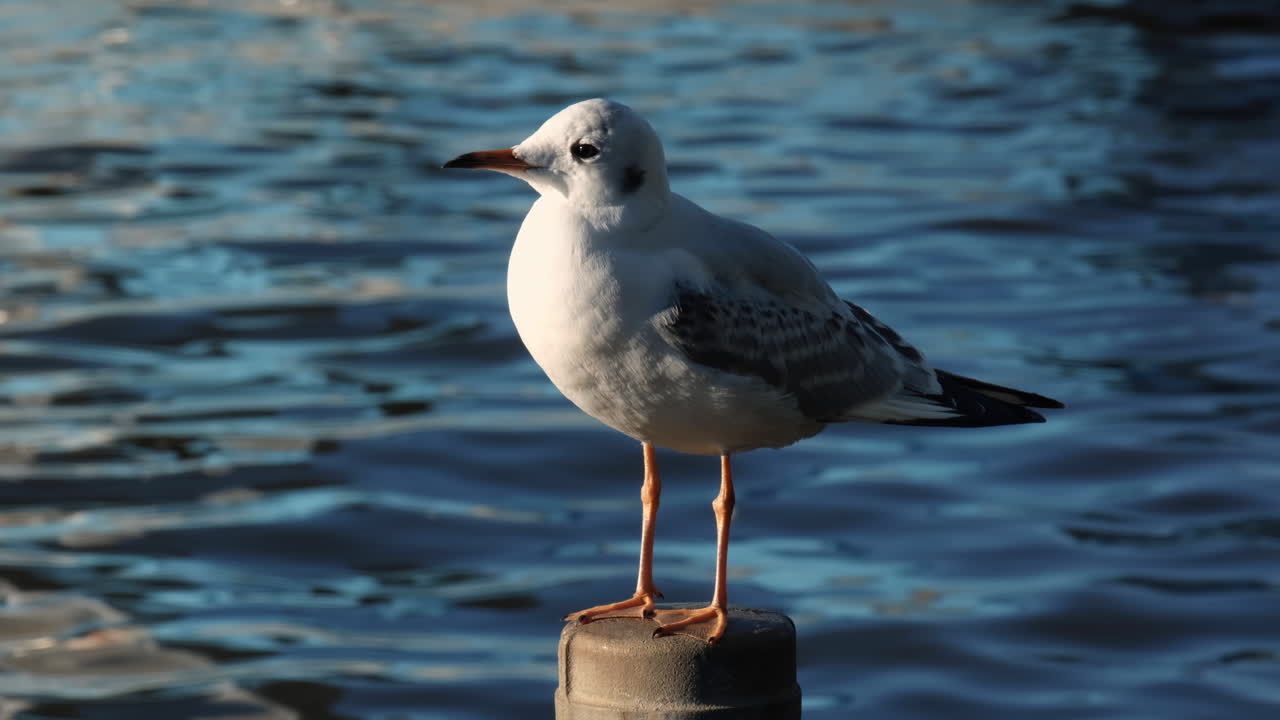 White seagull resting on a pole beside the sea