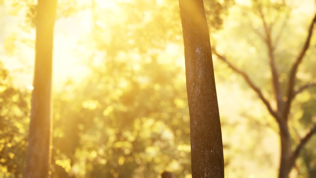 ⁇ 빛 은 안개 가 가득 한 숲 의 나무 들 을 통해  ⁇ 아져 나온다