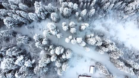 Durchqueren-Sie-Den-Bezaubernden,-Schneebedeckten-Wald,-In-Dem-Jeder-Ast-Zart-Mit-Einer-Unberührten-Schneeschicht-Geschmückt-Ist-Und-Eine-Magische-Atmosphäre-Schafft,-Die-Sie-In-Ein-Reich-Der-Ruhe-Entführt