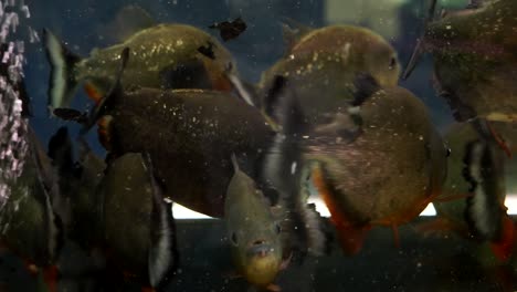 group of red piranhas traveling together for predatory defense, strength in numbers