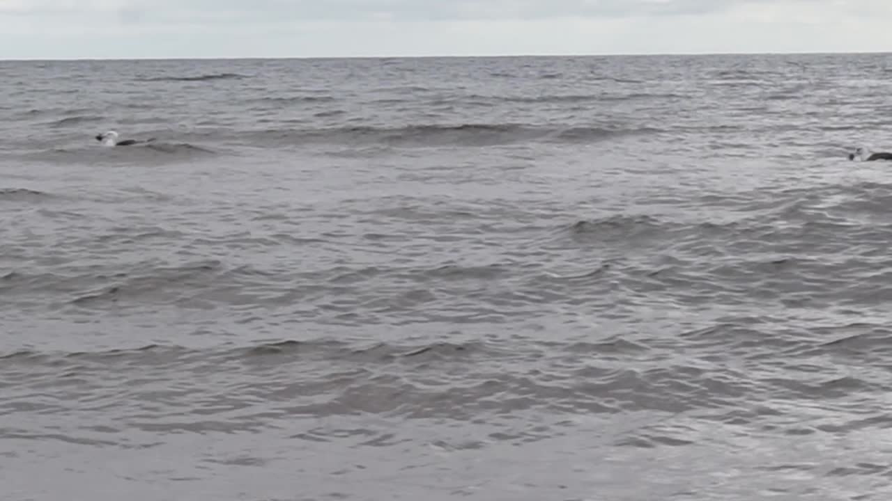 갈매기가 게를 잡아 물 위에 떠 있는 모습