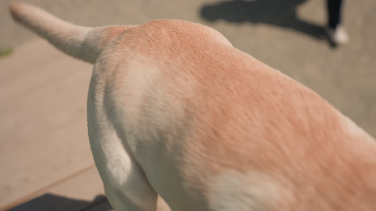 Un hombre y un labrador disfrutan de una caminata cuesta arriba al aire libre en un día luminoso; el hombre da la bienvenida a un alegre labrador que sube las escaleras; escena luminosa de un parque con un hombre saludando a un labrador que sube los escalones alegremente.