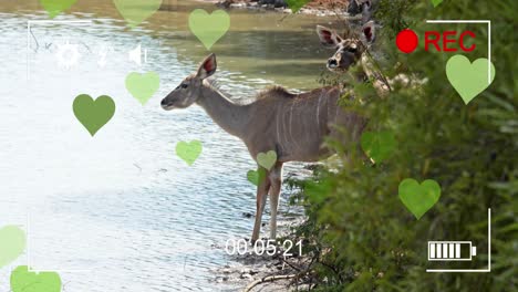 Animation-of-heart-and-frame-over-antelopes-on-savanna