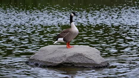 canada goose on a rock