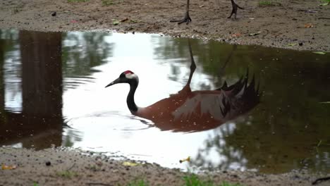 a majestic crane stands gracefully by a tranquil puddle, its reflection mirrored in the calm water, capturing a serene moment in nature's beauty